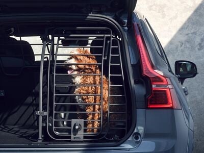 狗狗置于沃尔沃汽车“狗门”配件中。
